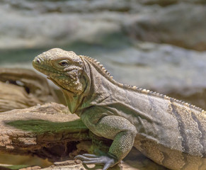 Cuban rock iguana in stony ambiance