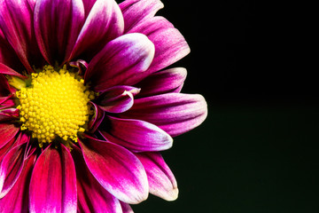 Obraz premium half daisy Gerber
