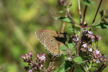 Fototapeta premium Schmetterling, Falter auf einer Pflanze