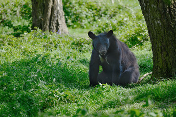 American Black Bear Ursus Americanus in forest clearing landscape setting