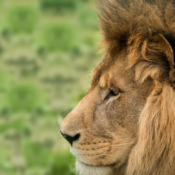Beautiful intimate portrait image of King of the Jungle Barbary Atlas Lion Panthera Leo