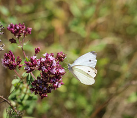 Kohlweißling auf Pflanze