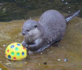Asian otter playing with ball