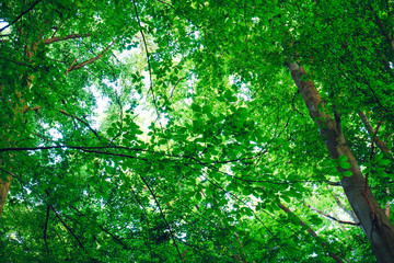 Forest with sun rays