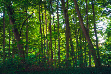 Obraz na płótnie Canvas Forest with sun rays