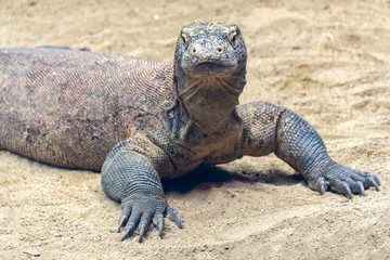 Komodo dragon in sandy ambiance