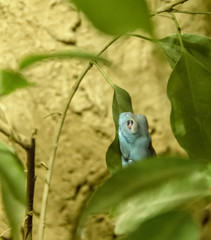 blue frog