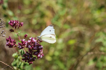 Kohlweißling auf Pflanze
