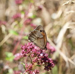 Schmetterling, Falter auf einer Pflanze
