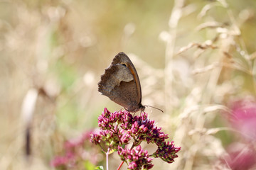 Schmetterling, Falter auf einer Pflanze