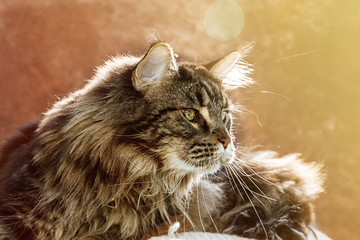 Maine coon cat is relaxing on the table against a brown background. Summer time. Copy space.