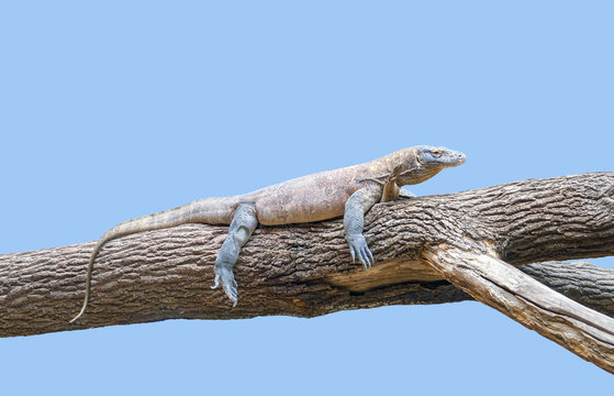 Komodo dragon on a tree trunk