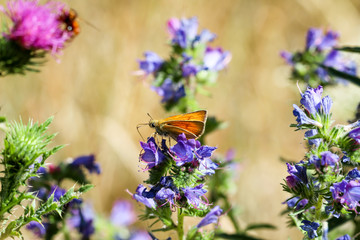 Schmetterling, Falter auf einer Pflanze