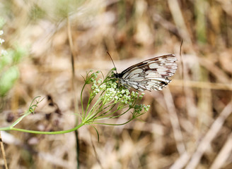 Schmetterling, Falter auf einer Pflanze