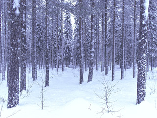 Snowy forest in northern Finland.