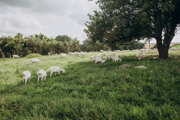 group white goats farm grazing meadow grass