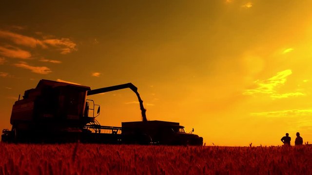 Harvester combine pours the grain into the truck on the field. Threshing machine pouring the just harvested wheat into a silo.