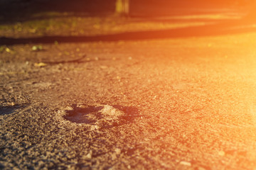 A trace of human shoes on the road in the forest