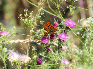Schmetterling, Falter auf Mariendistel
