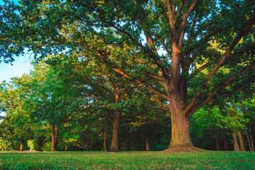 Naklejka premium Great old oak tree in the park