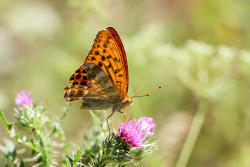 Fototapeta na wymiar Schmetterling, Falter auf Mariendistel