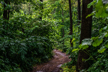 gravel pathway in summer forest in rain
