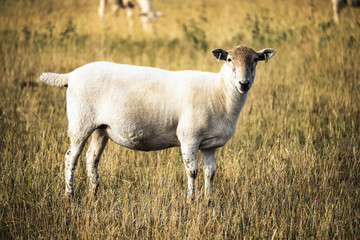 Sheep in grassy field