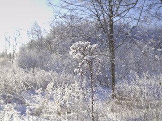 Beautiful snow covered and frosty forest scene in bright sunlight.