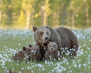 Mother bear and her three cubs in the middle of the cotton grass in a Finnish bog