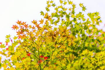 Autumn leaves against the sky background