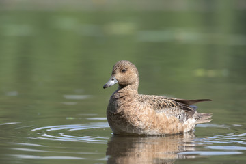 Eurasian wigeon (Anas penelope) stands in shallow water in the pond