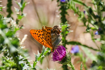 Schmetterling, Falter auf Mariendistel