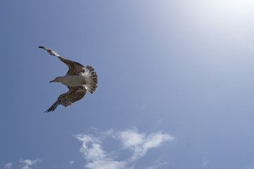 Seagull with spread wings on blue sky