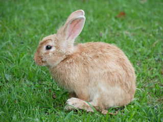 Adorable Cute Brown Rabbit sitting on green grass