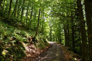 la strada del faggeto