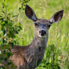 Deer with Big Ears Listening