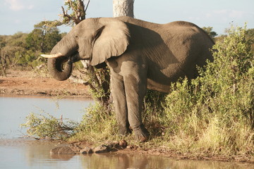 Elephant in the Kruger National Park