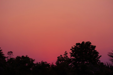 silhouette tree at sunset