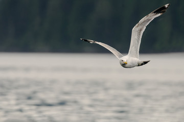 Glaucous-winged Gull in Flight