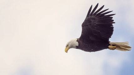 Eagle in Flight