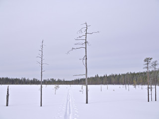 Cross-country skiing trail going between dry deadwood pine trees on snow covered swamp in Lapland, Finland.