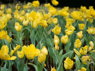 Obraz premium Close up of tulips flower in garden