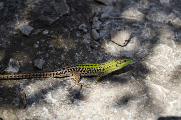 Green-brown lizard on the stone