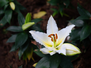 Close up of white lily flower