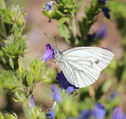 Kohlweißling auf Pflanze