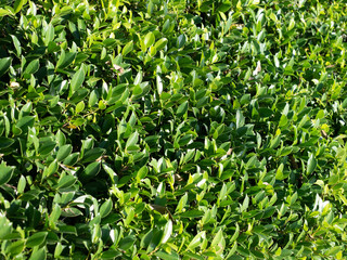 close up picture of tea leaf