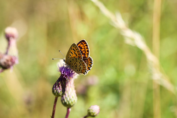 Schmetterling, Falter auf Mariendistel