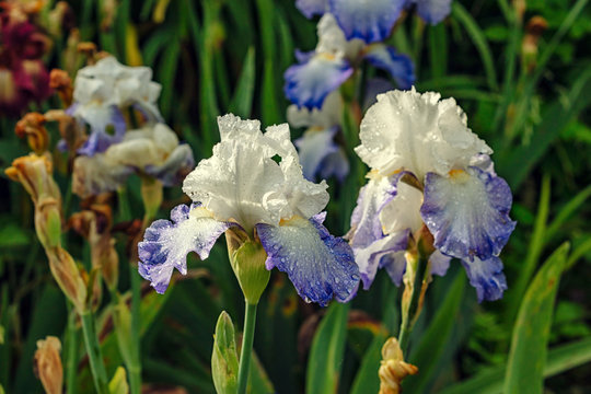 Irises wet after rain bloom in the garden