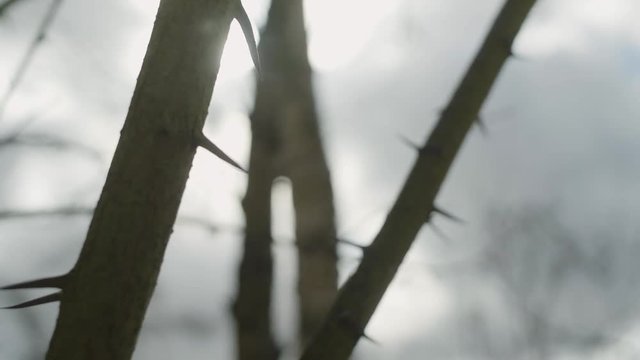 A video of a branch of a tree full of thorns in a blinding sunlight.