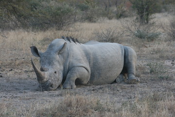 Rhino in the Kruger National Park